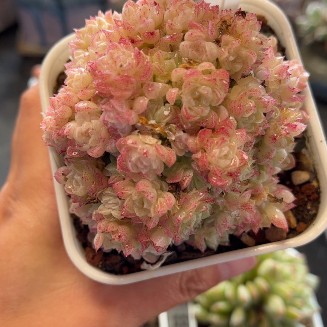 2796 满30包邮，天冷地区必拍保温箱