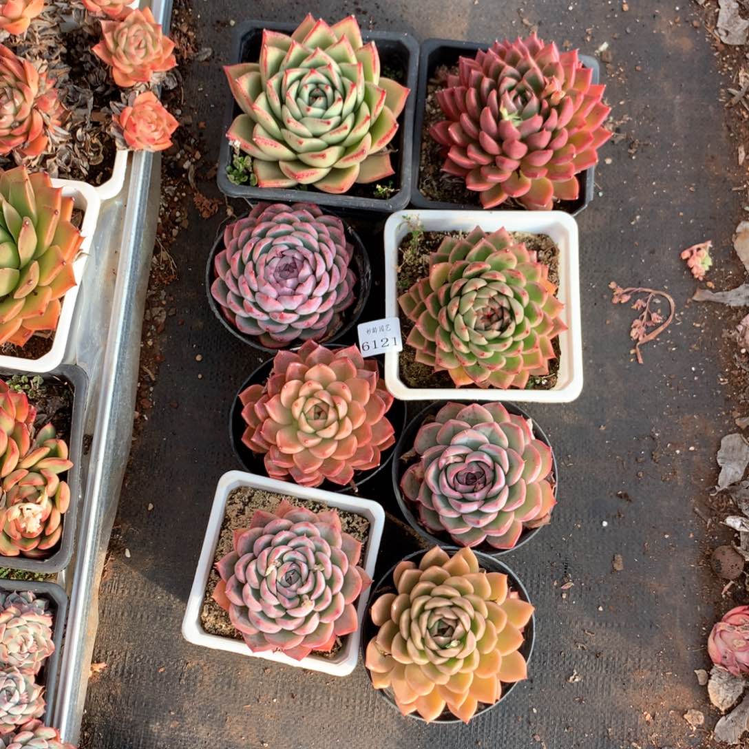 ?**闪6121瑕疵不售后特价处理8颗