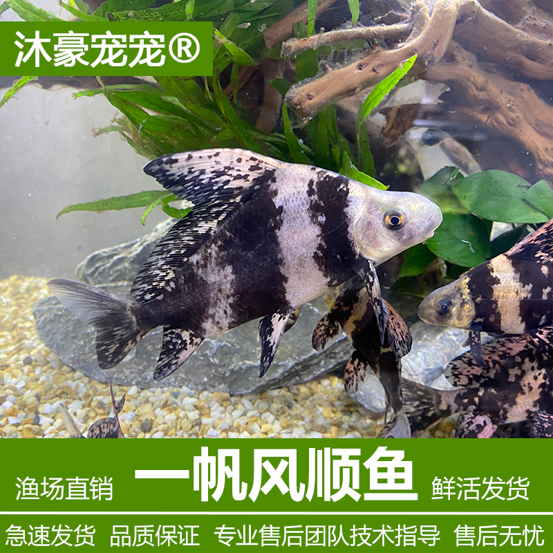 沐豪宠宠【运营推荐】一帆风顺鱼胭脂淡水鱼好养耐观赏鱼渔场好养鱼