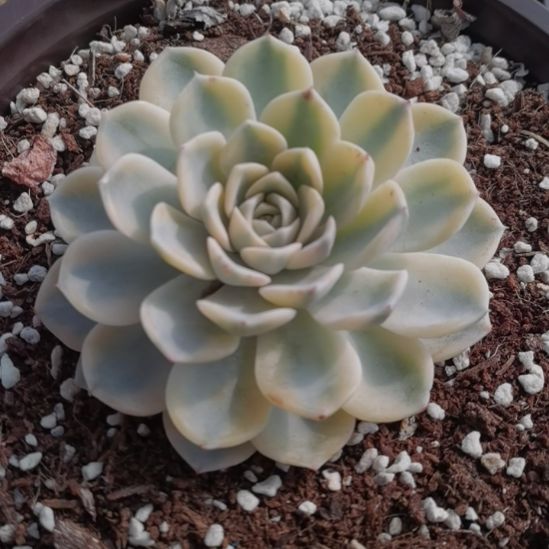 汉堡白覆轮锦群（刚长毛根）