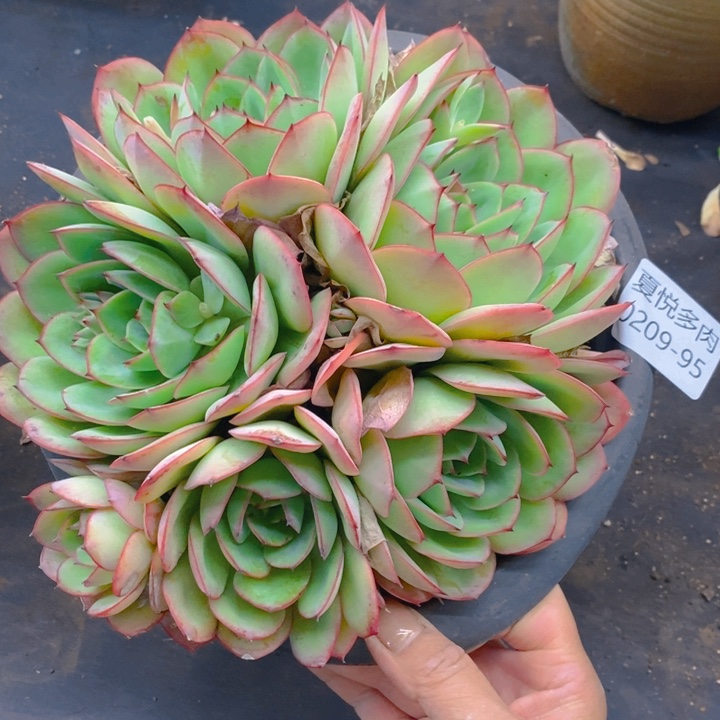 夏悦多肉0209-95牡丹亭