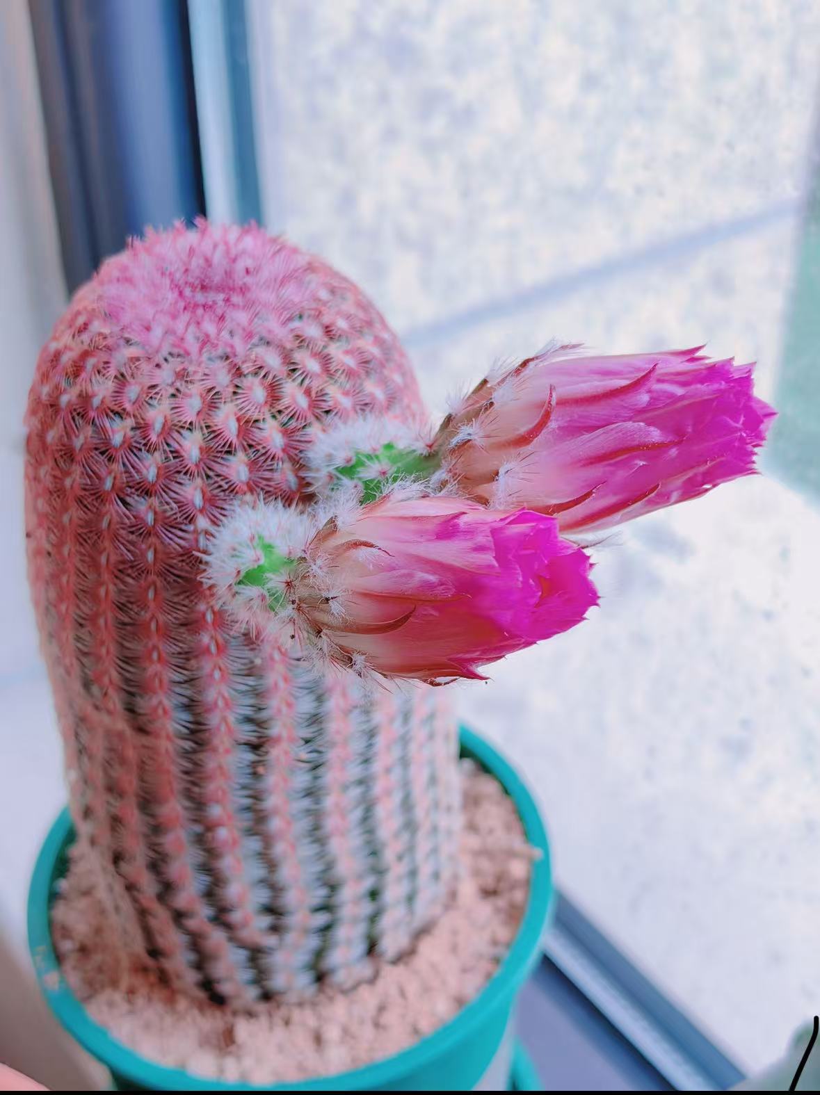 【红太阳】仙人球 直播福利价【脱土发货】