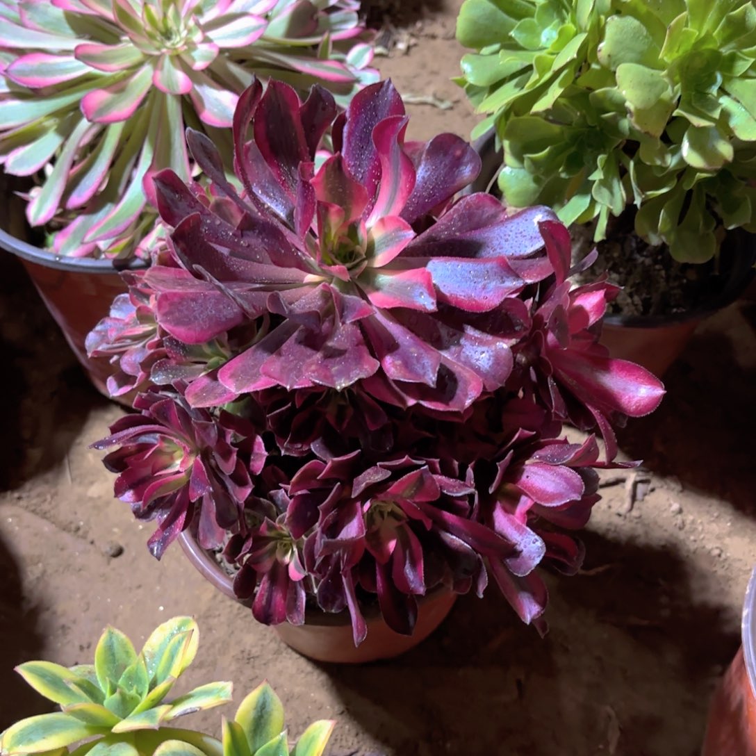 美杜莎周正三颗19.8