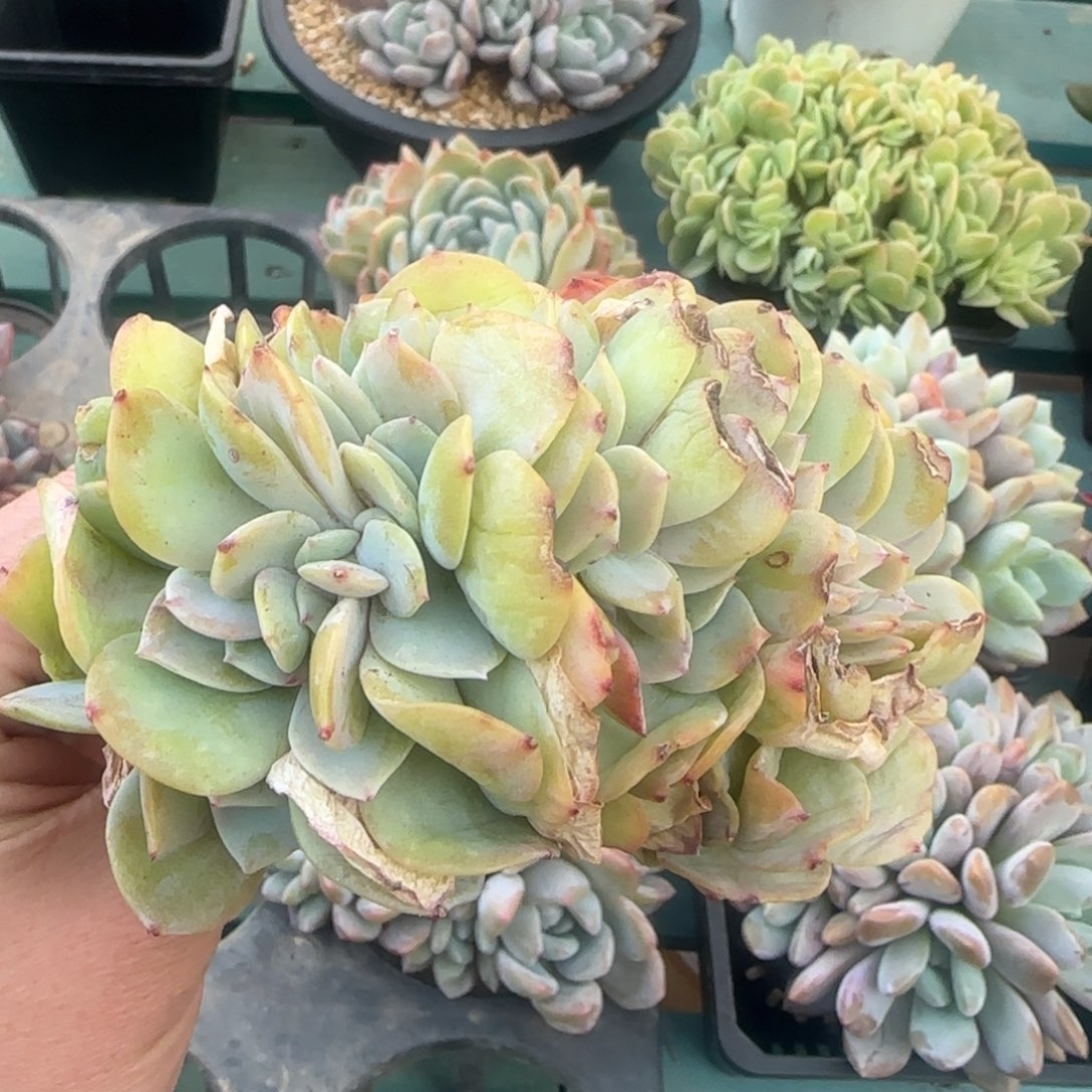 白凤缀，发货点延迟