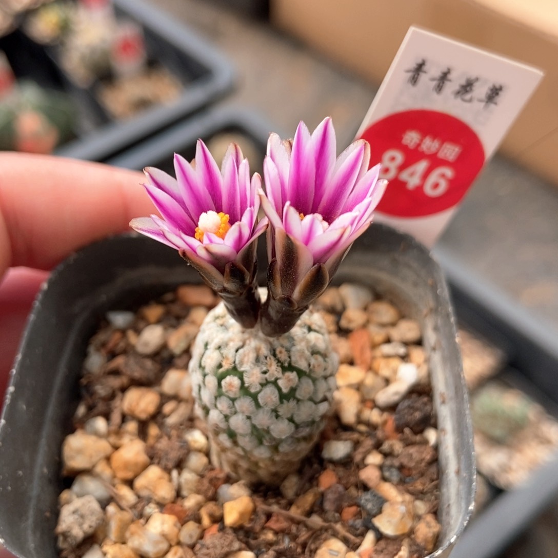 实生红花蔷薇丸1.9cm