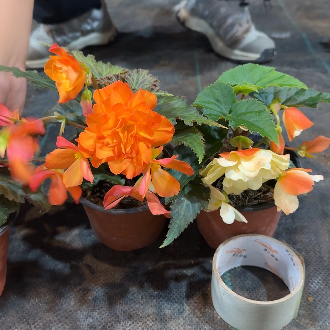 福利白桃➕火焰，掉花折叶正常，介意勿拍不拍保温冻死不售后