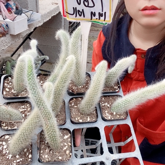 1266土他在中央音乐学院