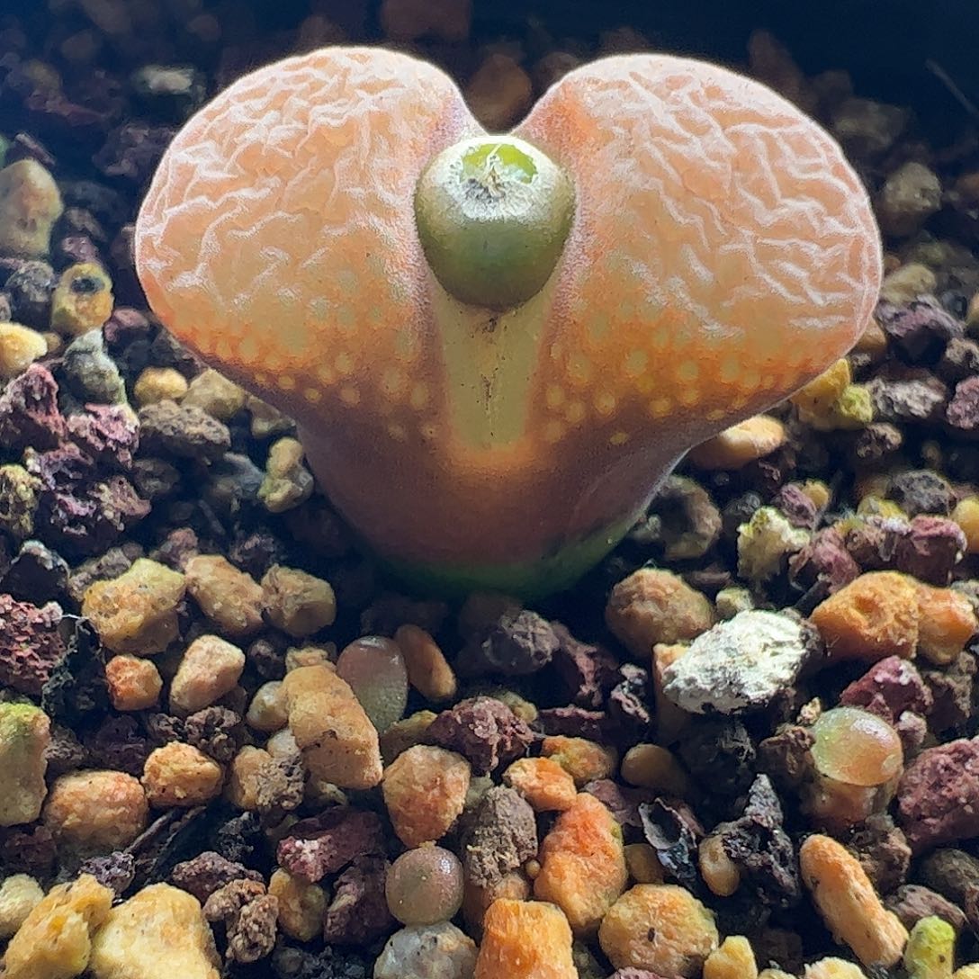 一物一拍脱土发。  411