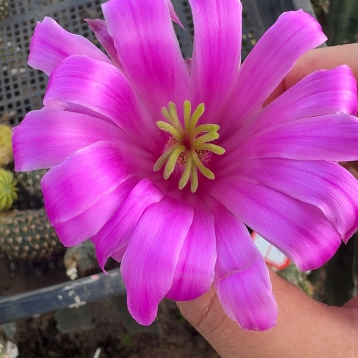 203玫红美花角一个无根侧牙软，20包邮