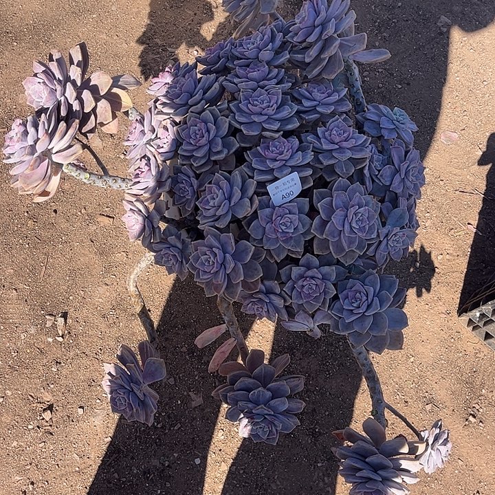 紫乐石化锦，一物一拍