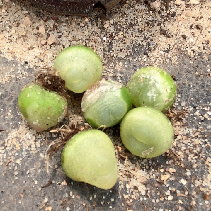 2508大拉登一颗有伤