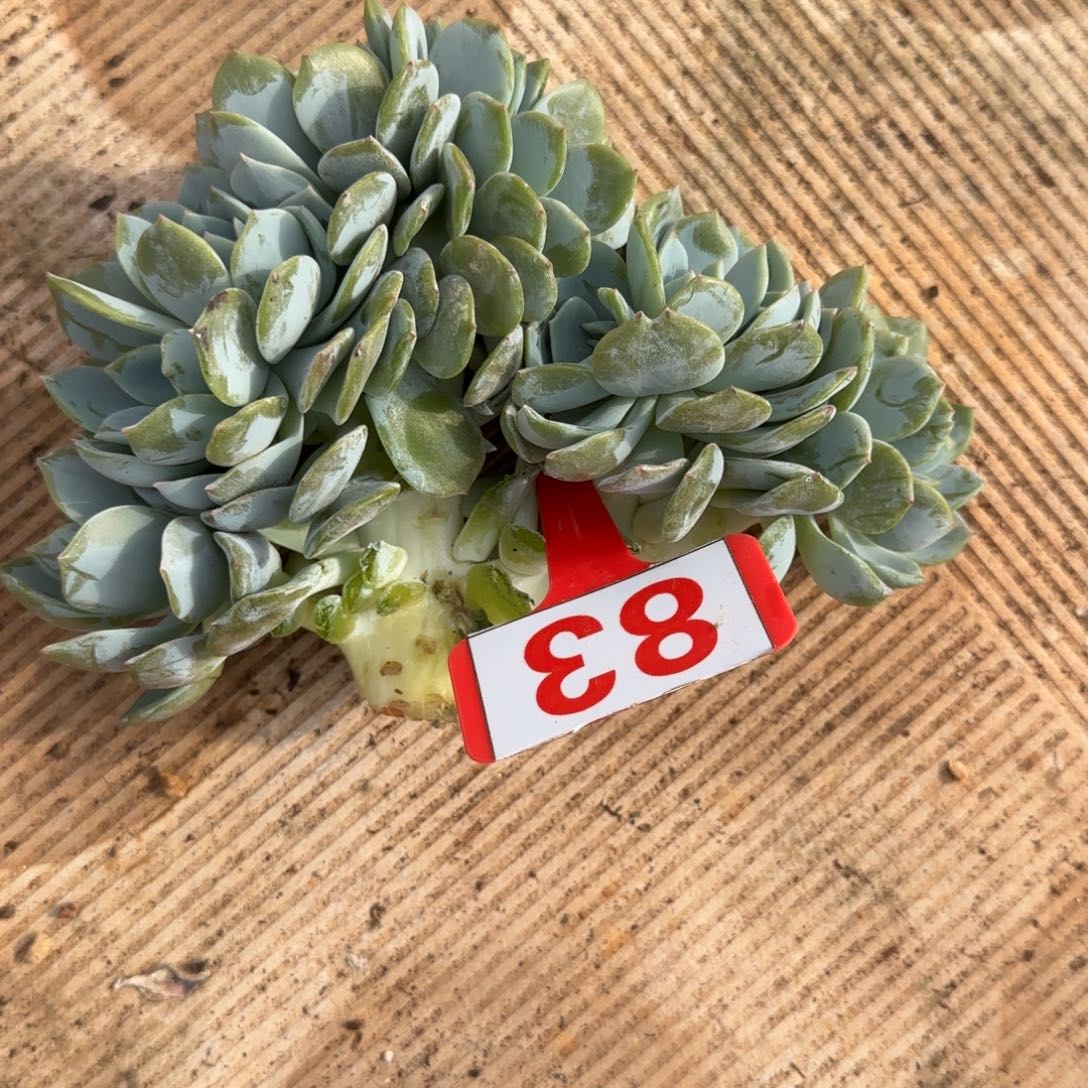 墨***光83。     凤橙缀多肉