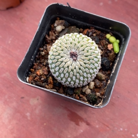 金巧殿单3仙人球