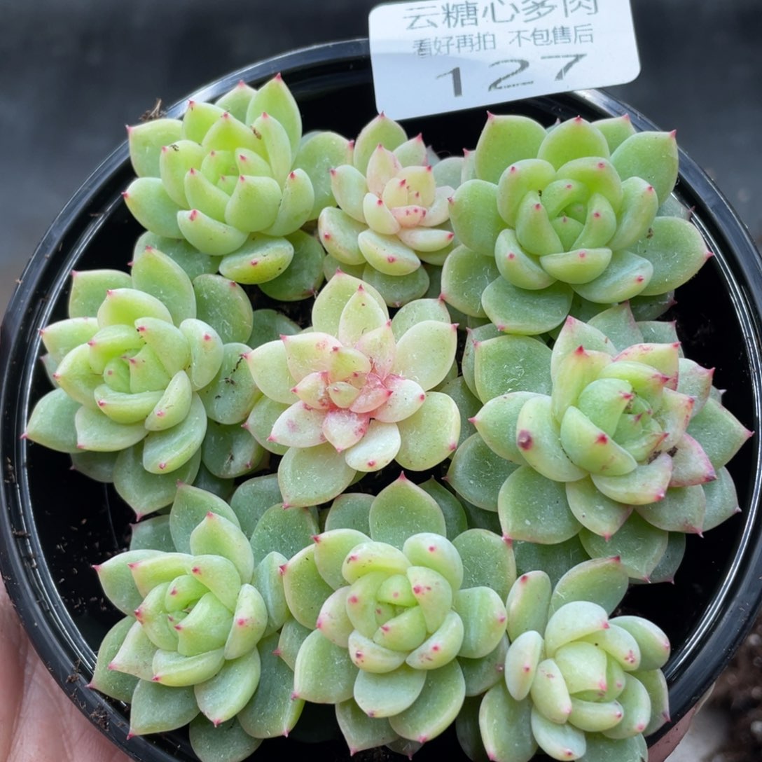 云糖心多肉植物127