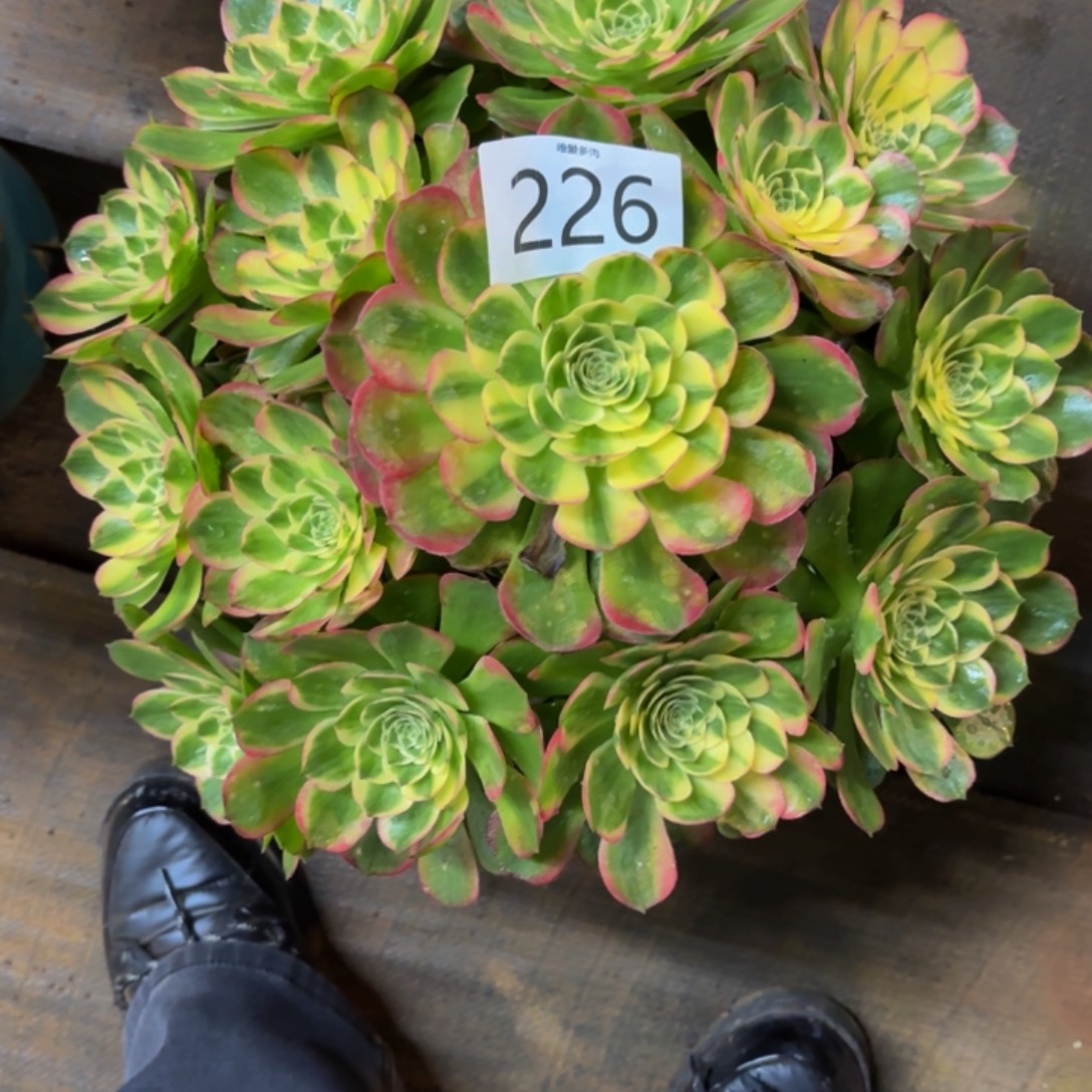 哈哈多肉葡萄福利226