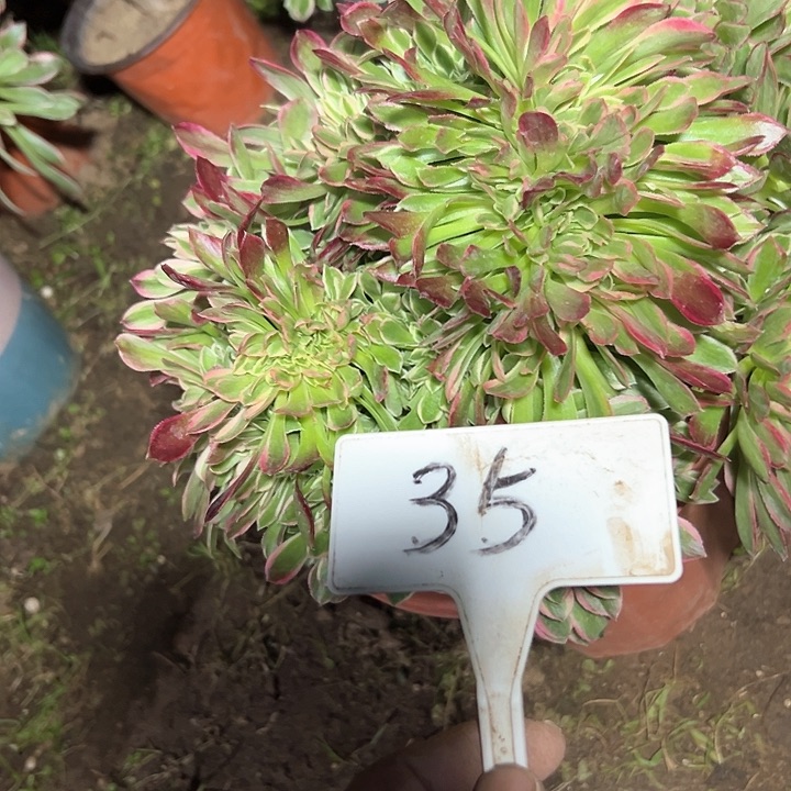 多肉植物女神法师