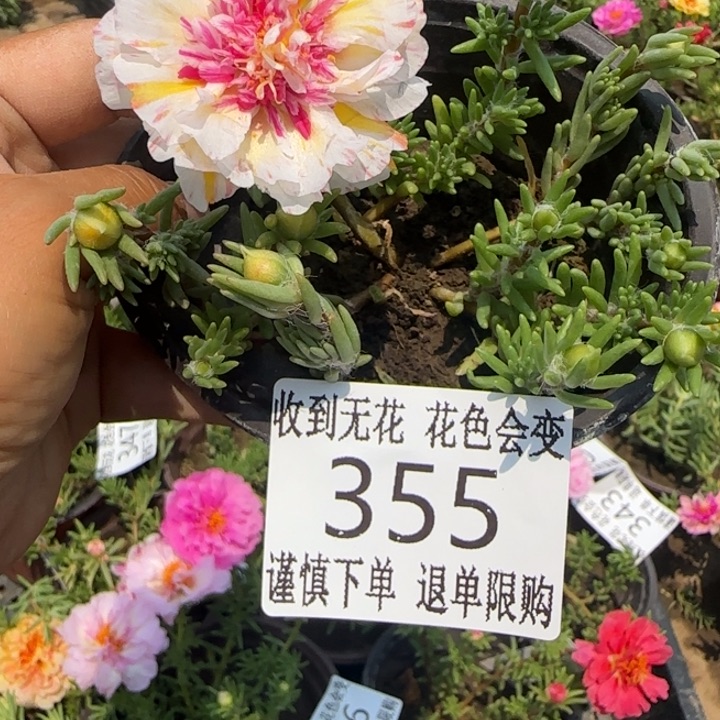 无花朵355重风月芙蓉超小苗盆口10cm