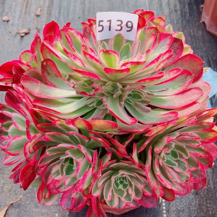 大孔雀翎特价多肉发货