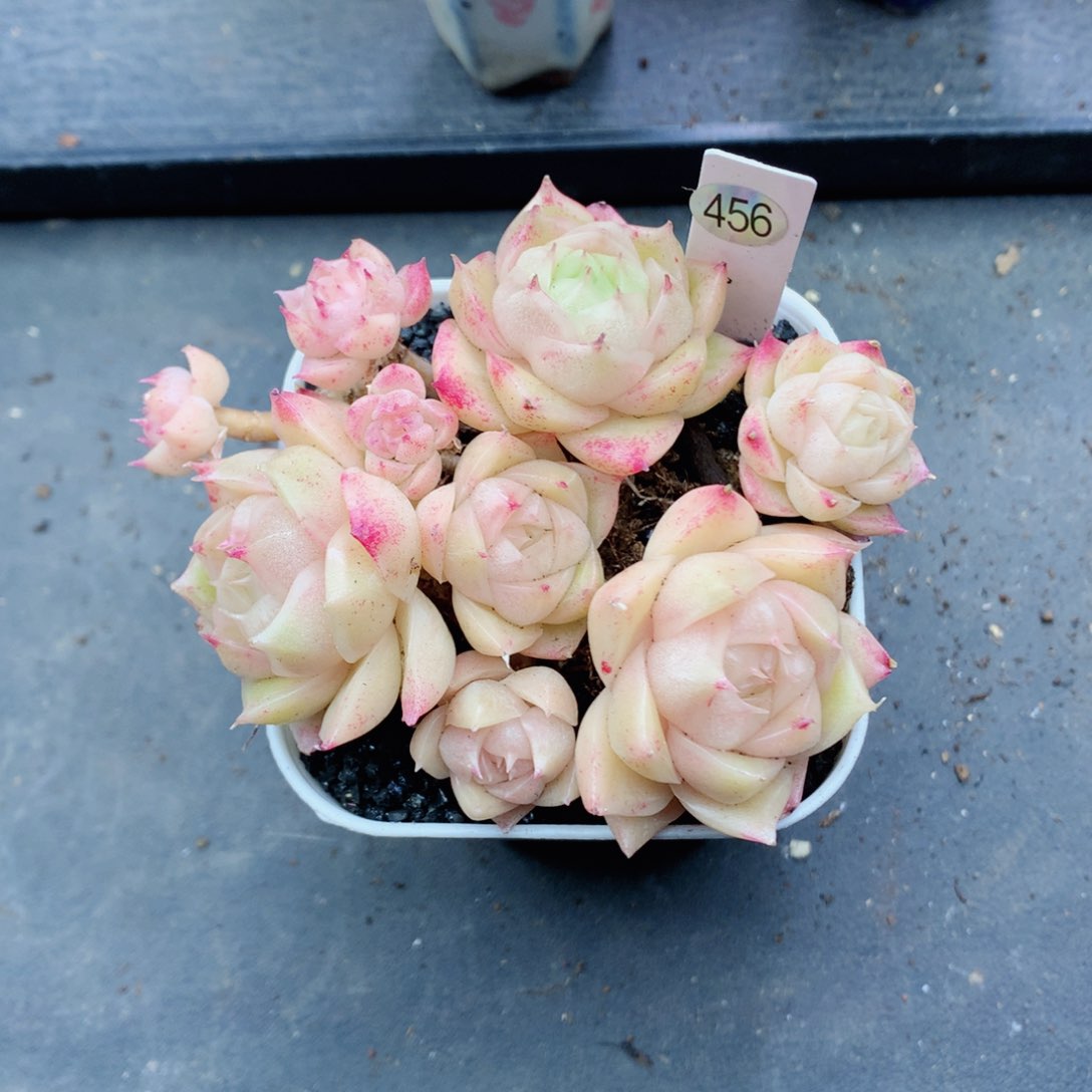 ?麦秆58包邮  群生不包整星星