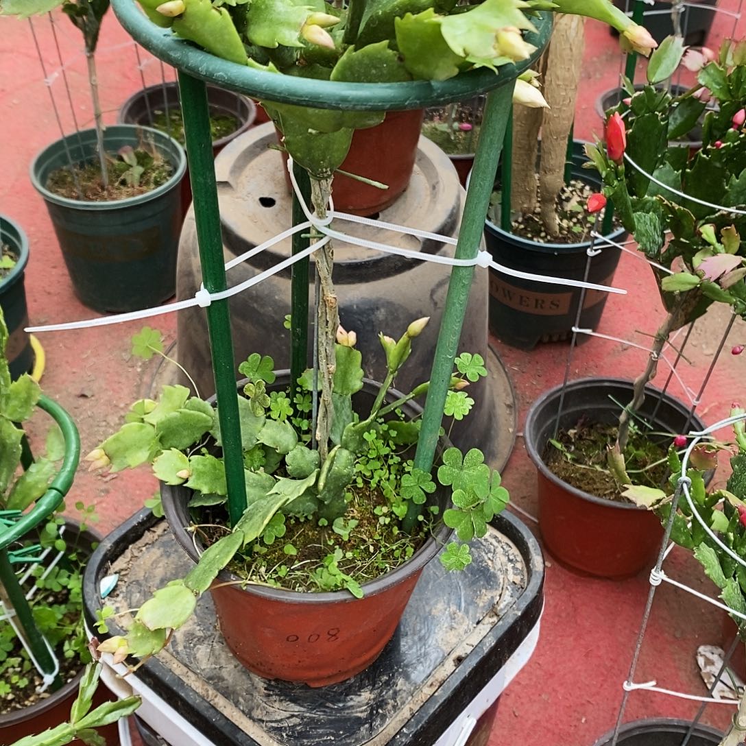 豆***豆完全开放福利款双层