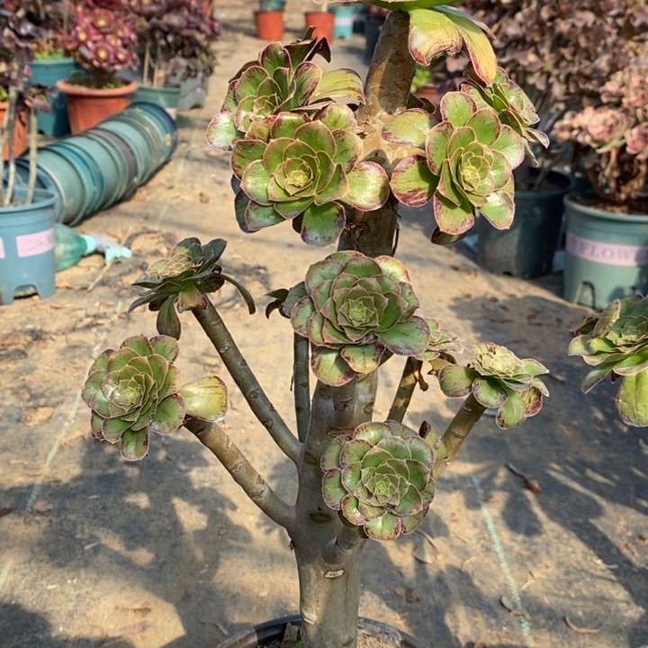 ｖ锦108多肉植物法师法师