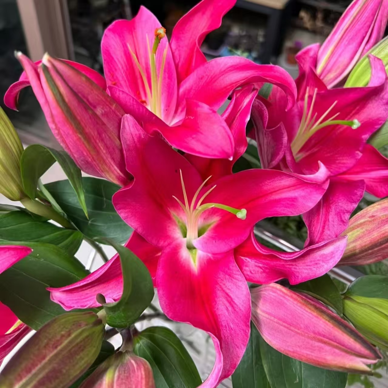 红色火石百合东北凌源百合基地