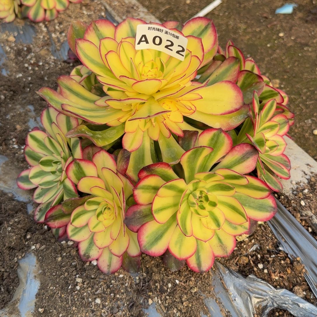 022荔枝。多肉植物