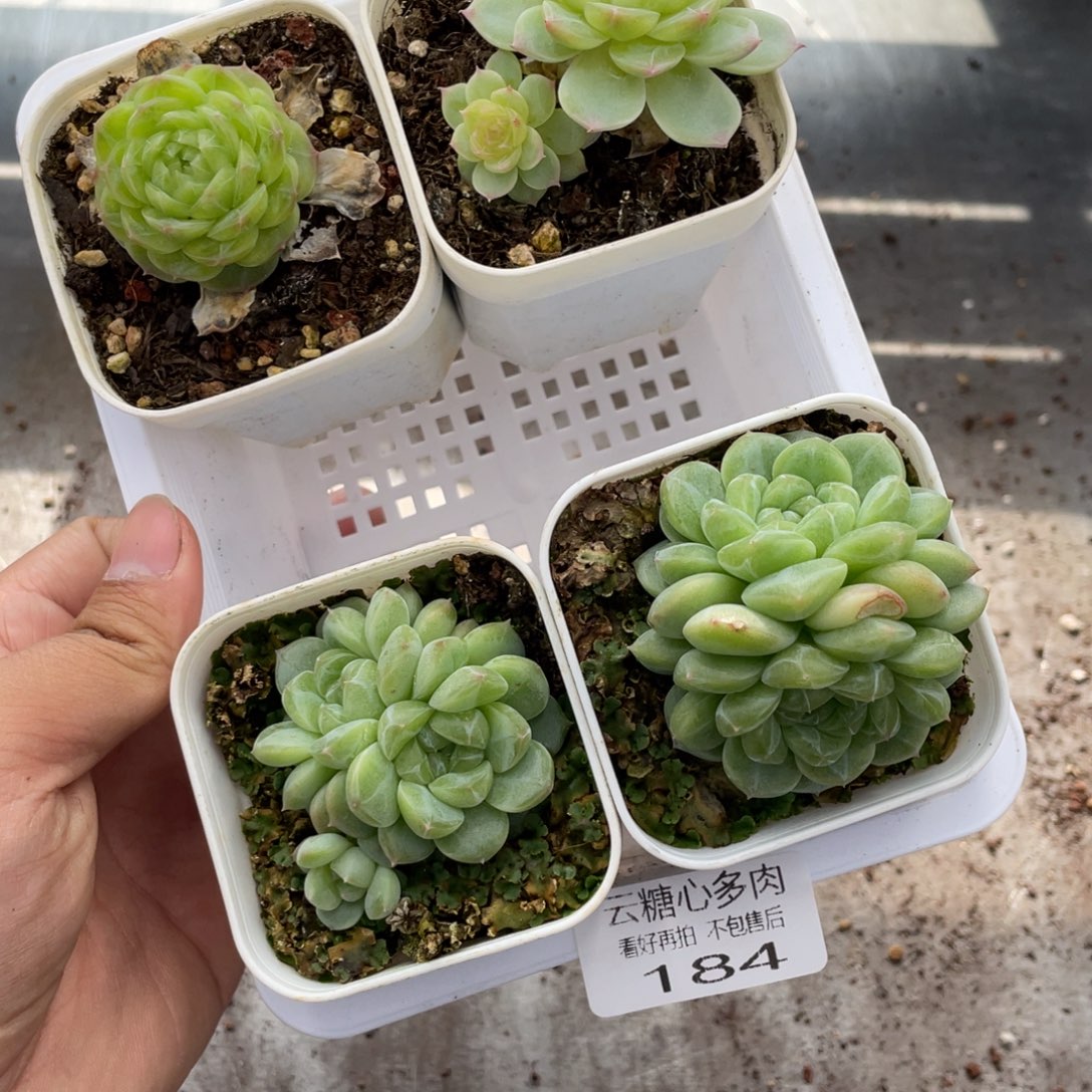 天***师云糖心多肉植物184