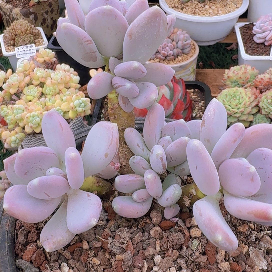 1764一物一拍（满28包邮