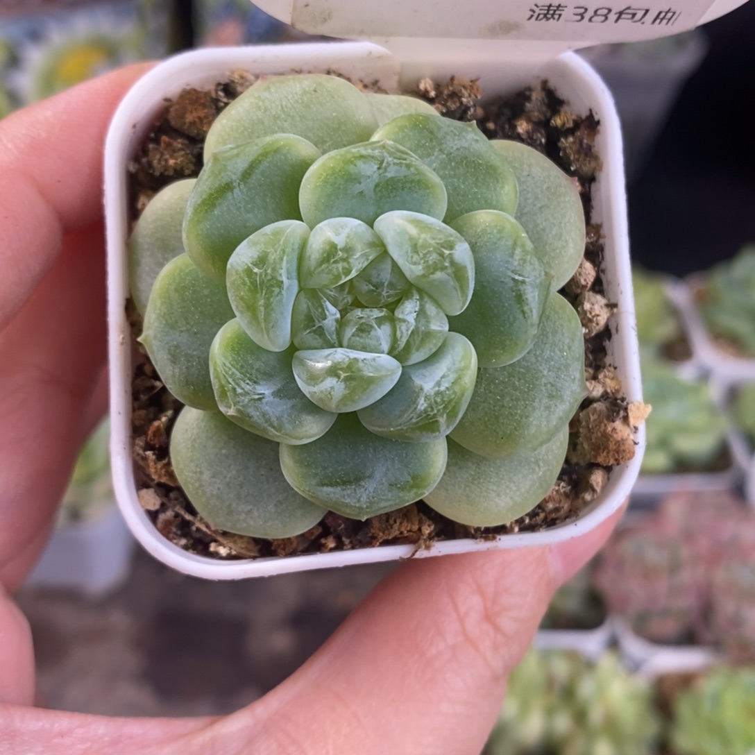 财富密码单头混10号