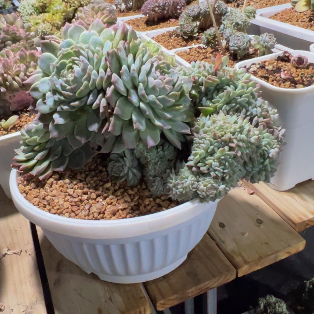 紫心山茶花冰魄41朵朵缀