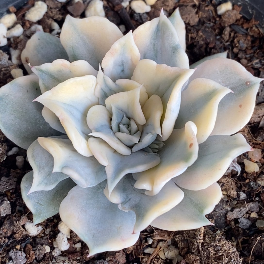 109丽娜莲锦 小方花圃一物一拍