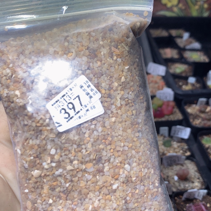 精品生石花313.397