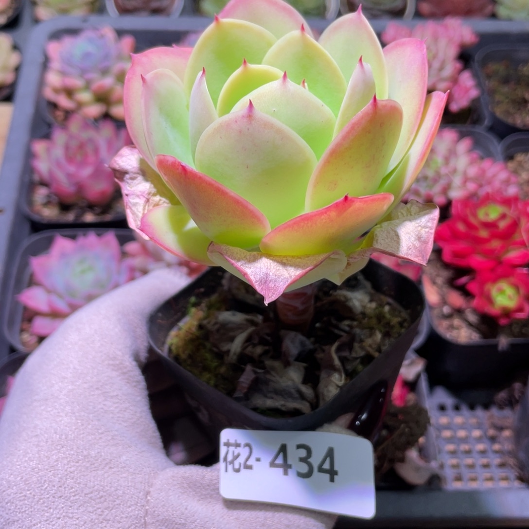 花利美2-434桃花石