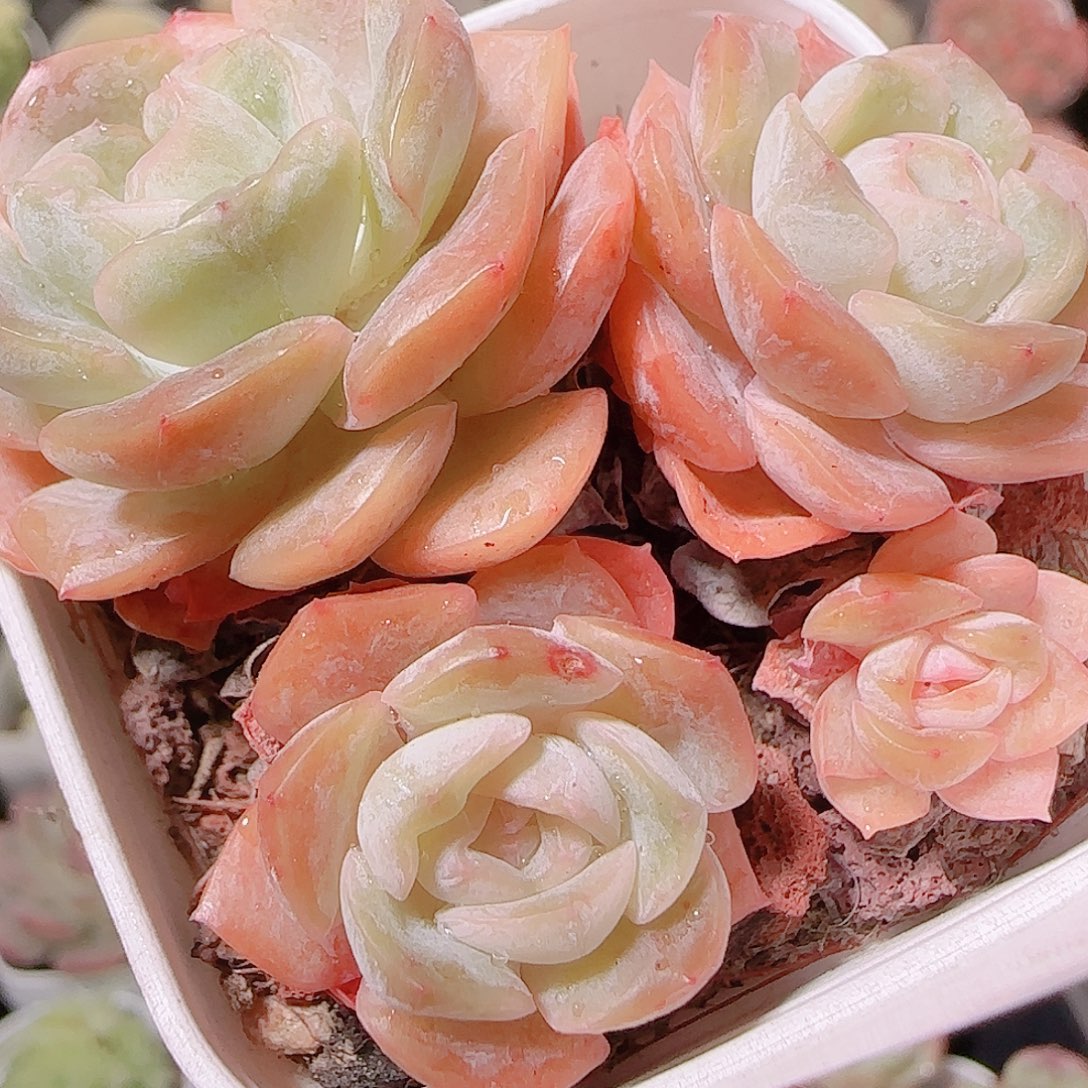 花语逸镜1122-114绒金溏心