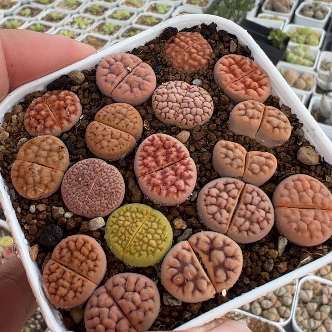 752多肉植物百科