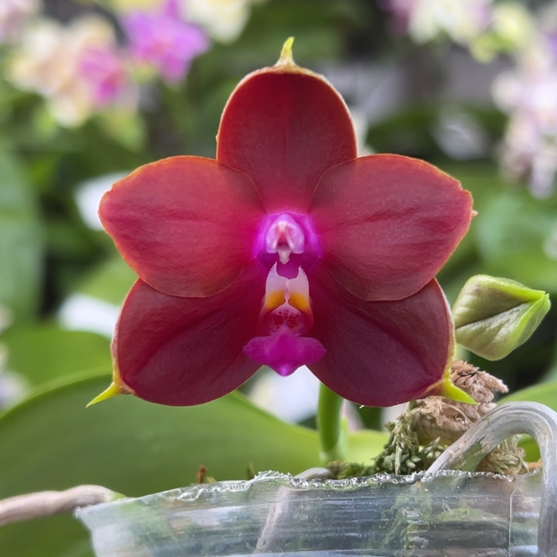 完全开放1号开播福利，46.8米