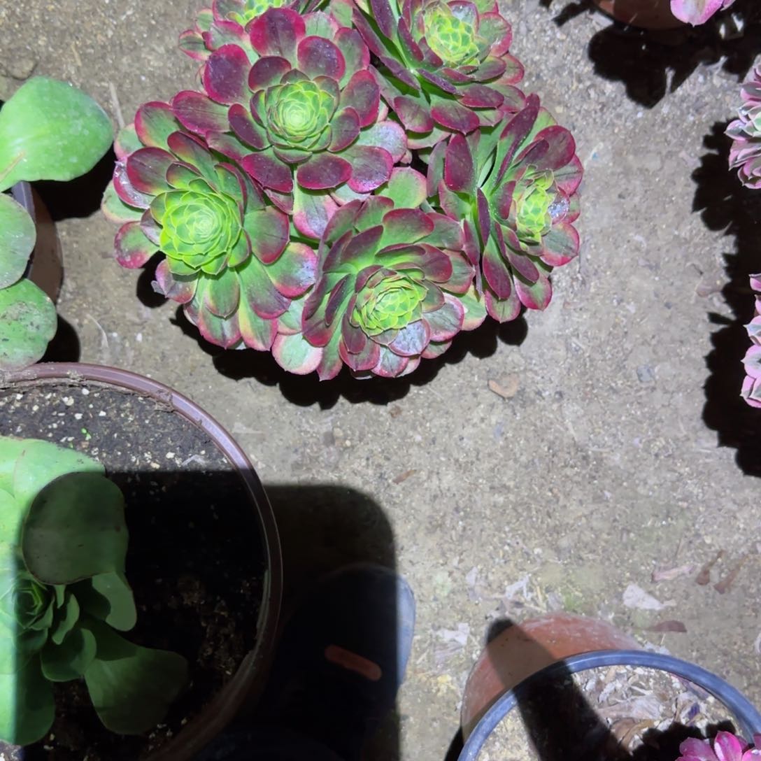 奶白法师多肉00000