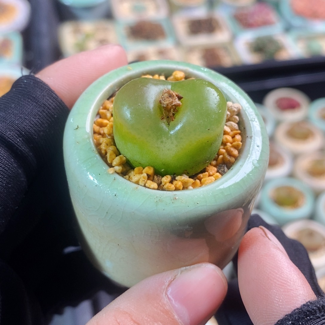 2481-一物一拍带盆