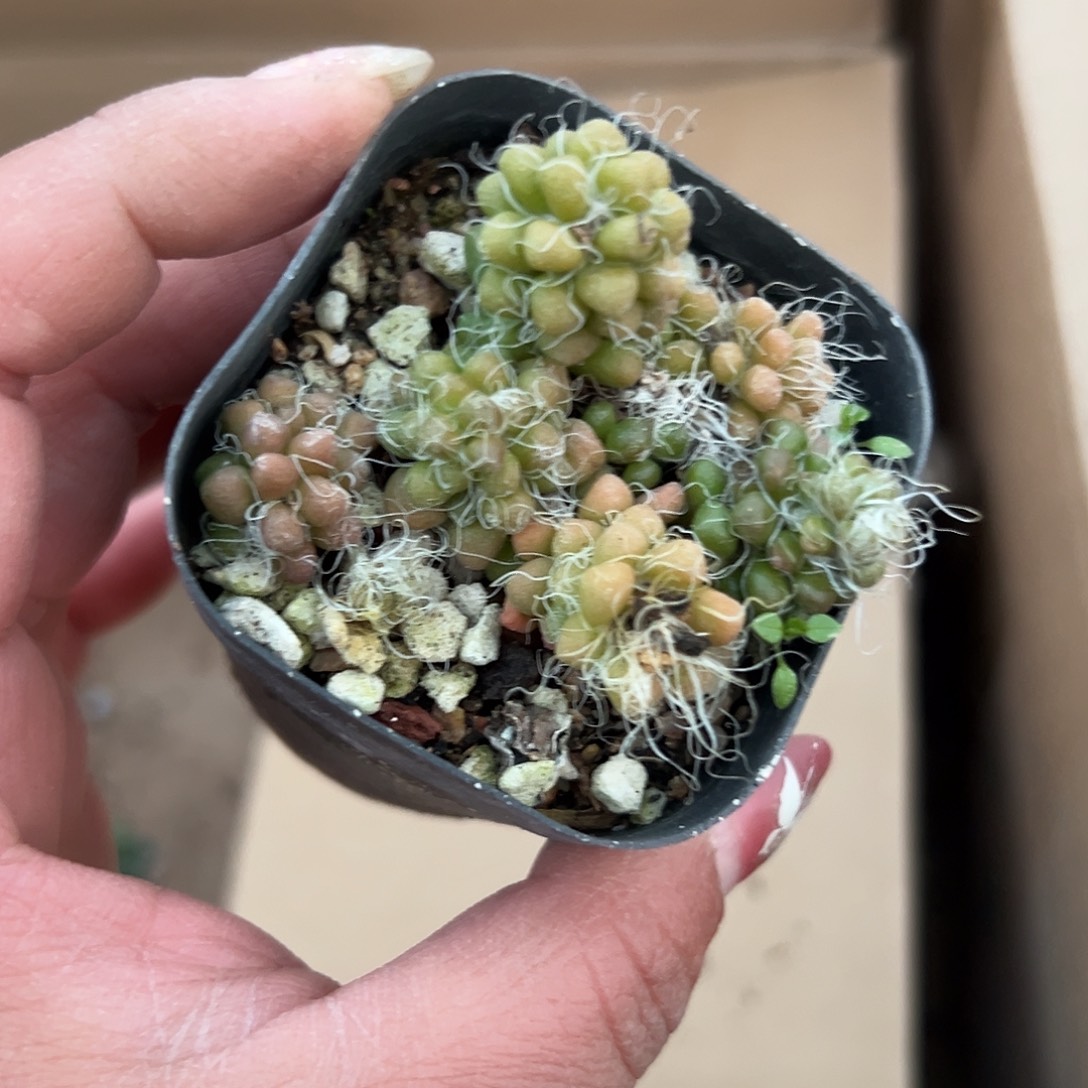 多肉植物茶笠多肉