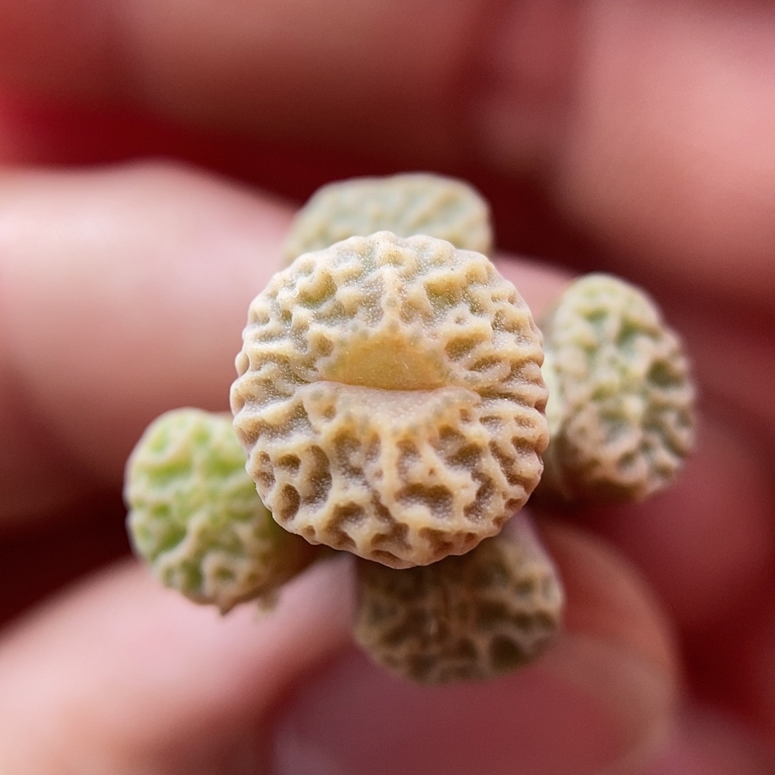 DT7778超烧一颗5头包邮