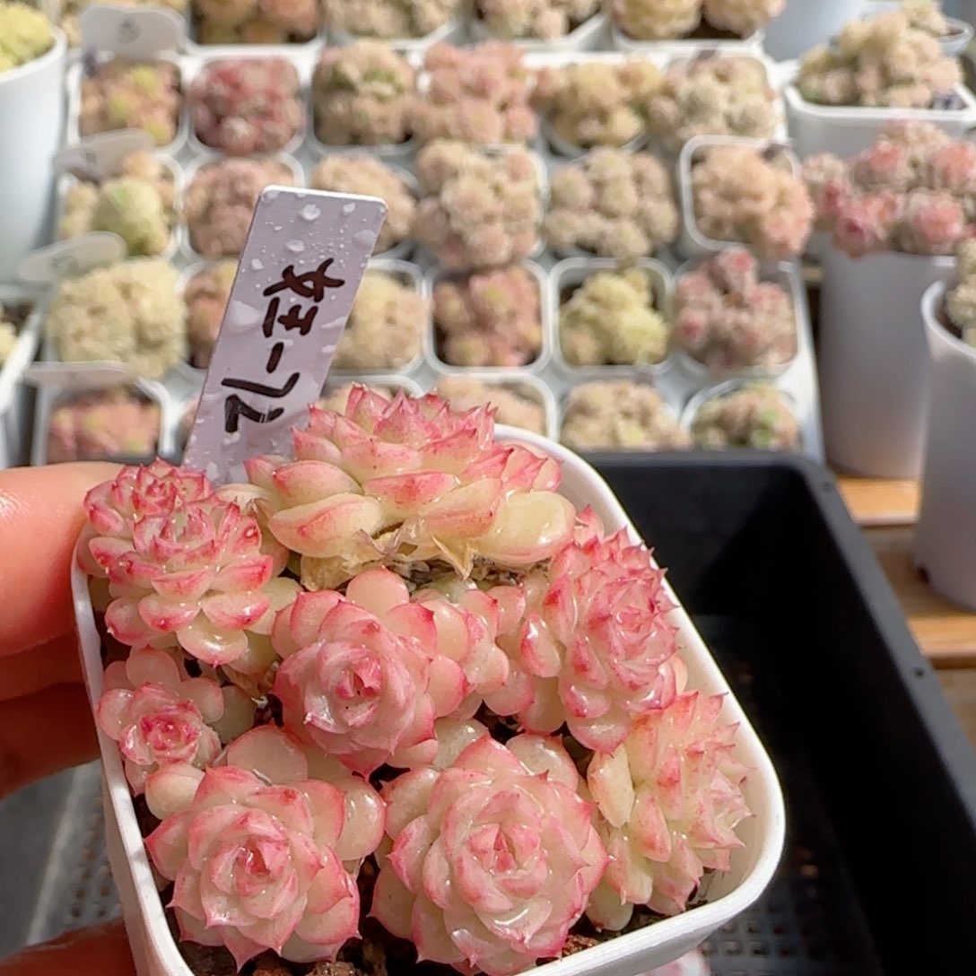 【闪购商品】0222-110（女王-72）