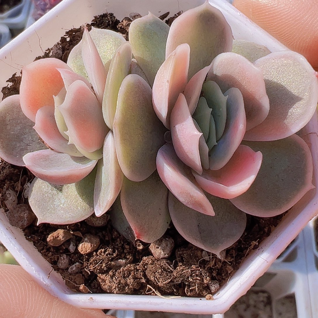 蓝色惊喜锦19包邮多肉