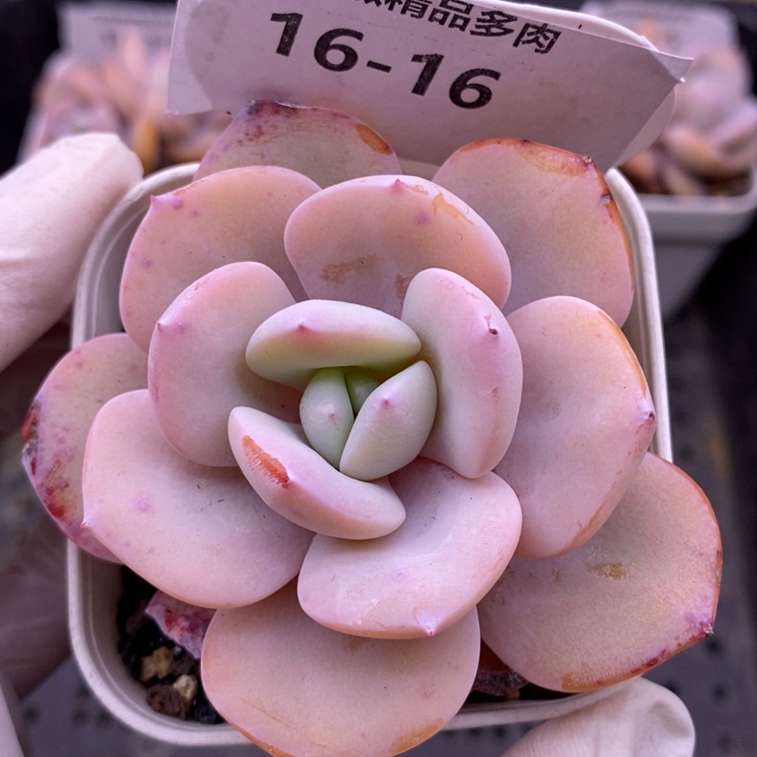 【闪购商品】16-16