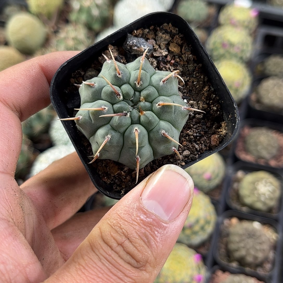 一本刺单头发货单头发