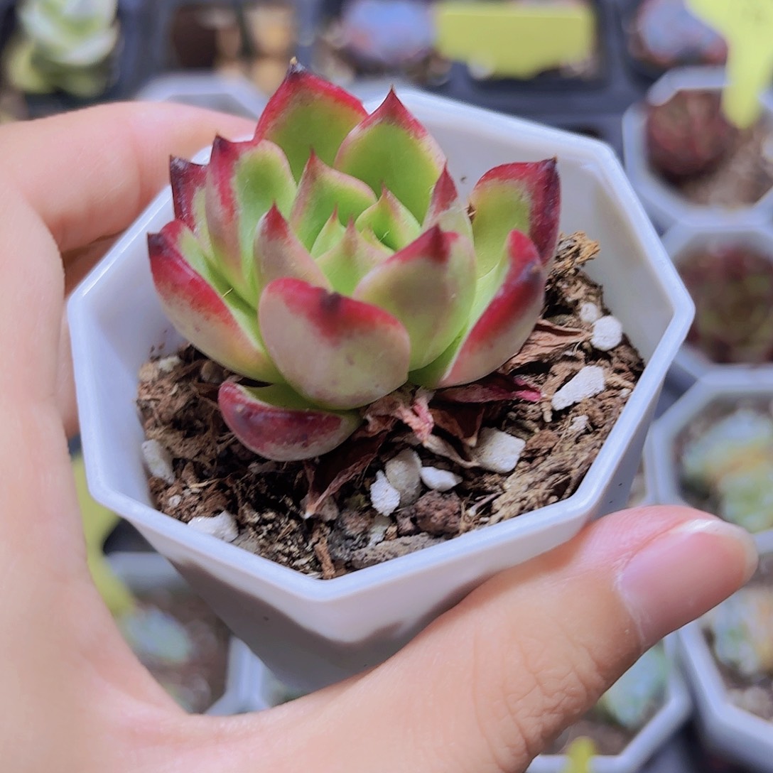 精品雨夜精灵多肉植物