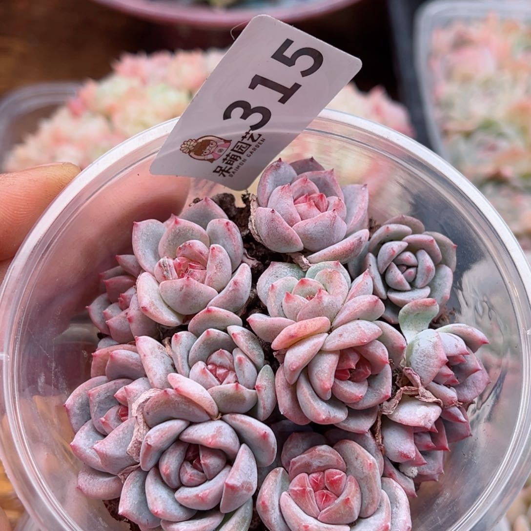 多肉植物多肉植物