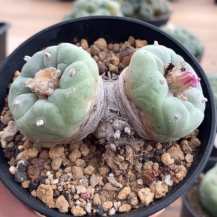 57自根哈哈哈哈哈哈