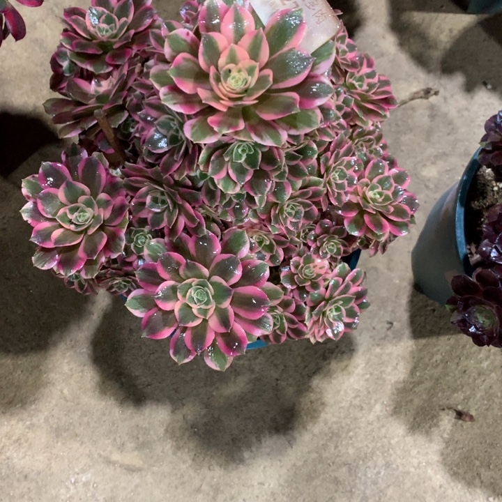 827粉女郎多肉植物特价