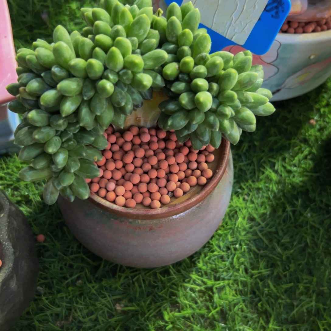 摸***尉千代田缀多肉植物